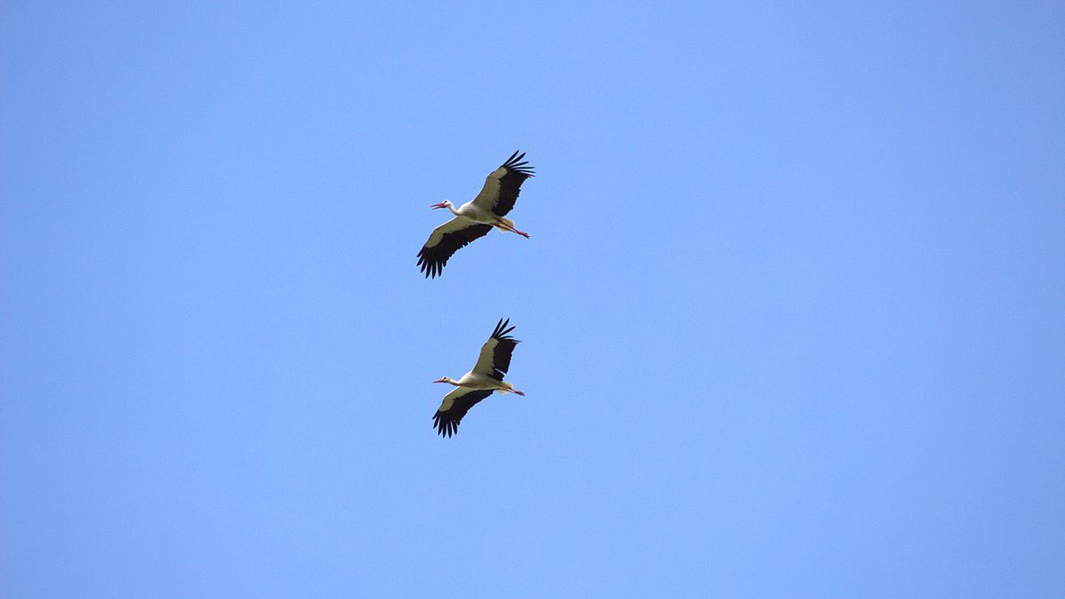 Bociany wyruszyły z Afryki i lecą już do Polski 