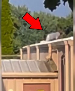 Moment przed zamachem na Trumpa. Świadkowie zauważyli kogoś na dachu