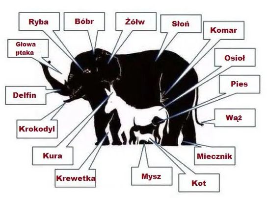 Ile zwierzaków udało ci się wskazać?