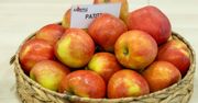 Nowe odmiany jabłoni: Patitta, RED Paulina. Co wyróżnia ich owoce?
