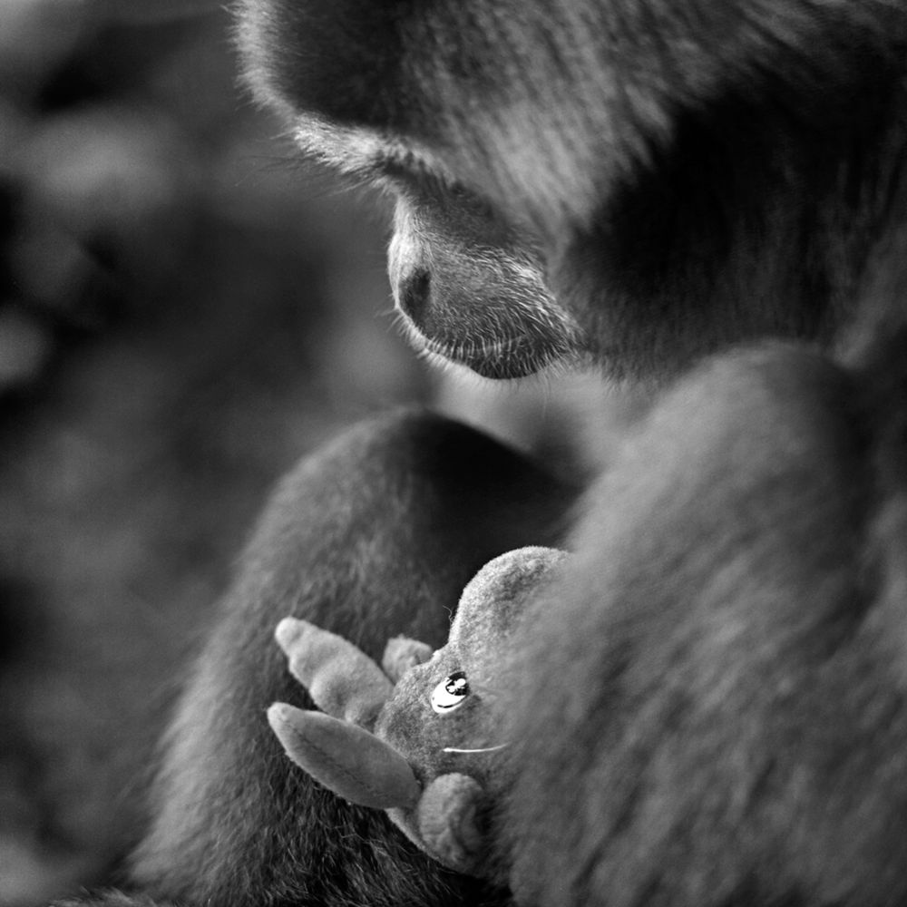 Bardziej ludzkie od ludzi. Wyjątkowe portrety zwierząt autorstwa Jacka Kusza [wywiad] 9