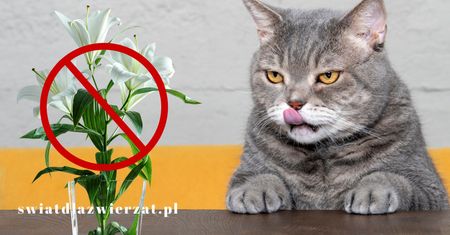 Lilie – śmiertelne niebezpieczeństwo dla kotów