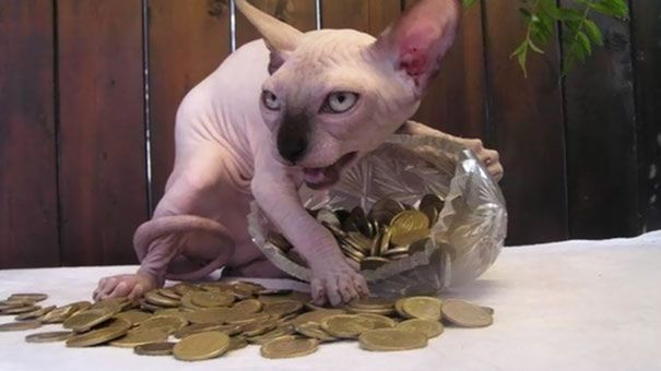 W każdym kocie czai się zło. Zobacz przekomiczne zdjęcia 1