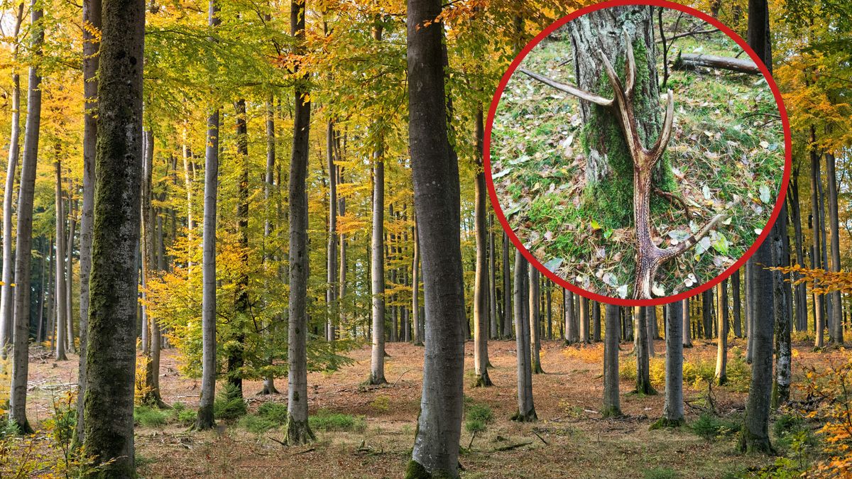 Poszedł na grzyby, wrócił z ważącym 2,6kg znaleziskiem