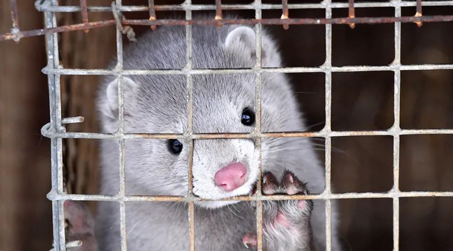 Koronawirus na fermie zwierząt futerkowych. Norki zaczęły umierać