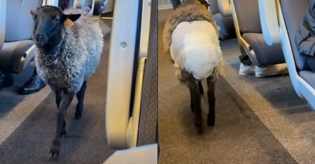 Owca w pampersie "gwiazdą" Pendolino. Odezwał się poseł