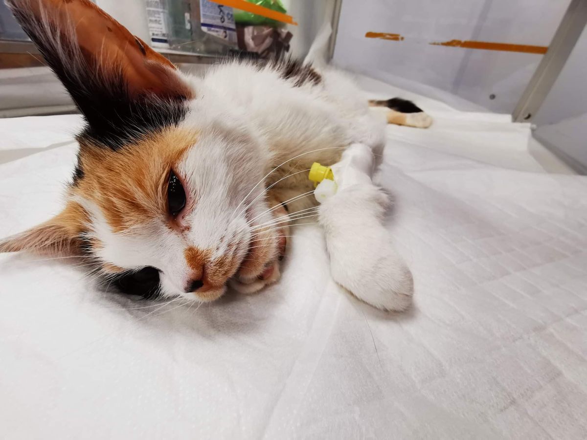 Ranna kotka Avon, którą zwyrodnialec postrzelił śrutem w kręgosłup 