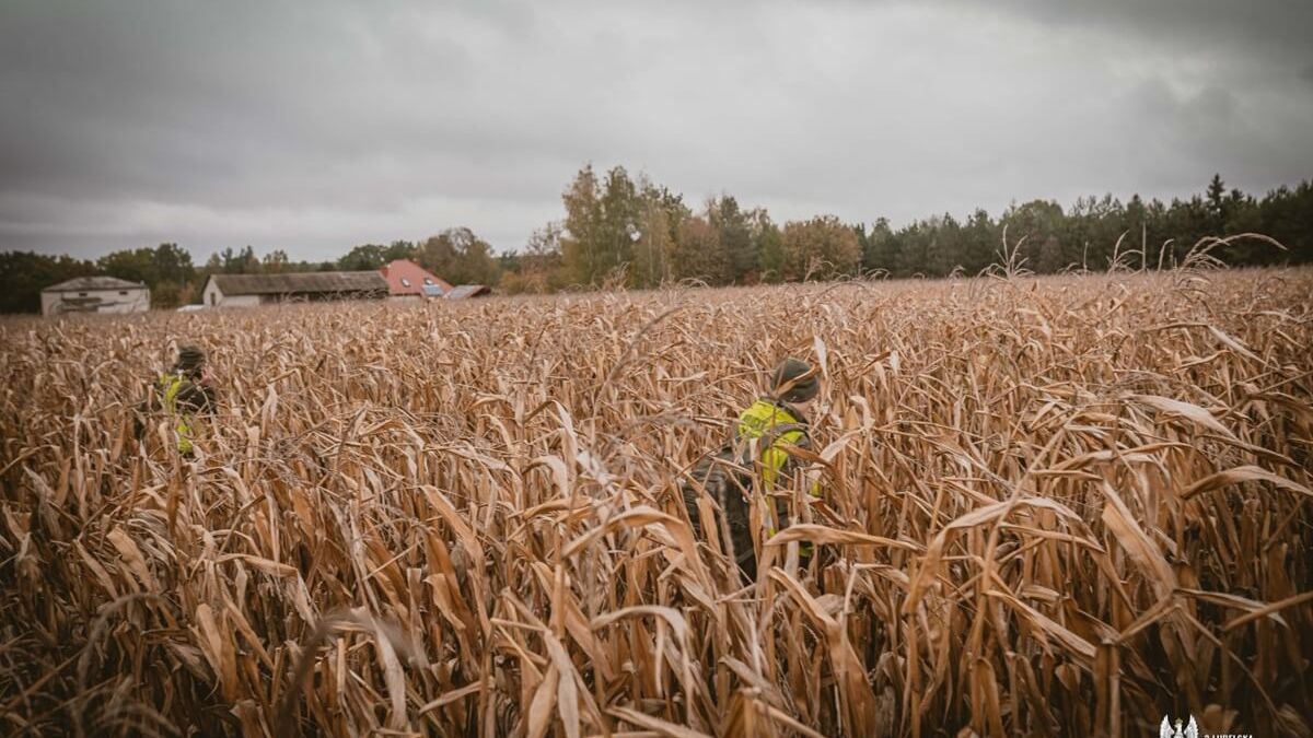 Terytorialsi przeszukujący teren