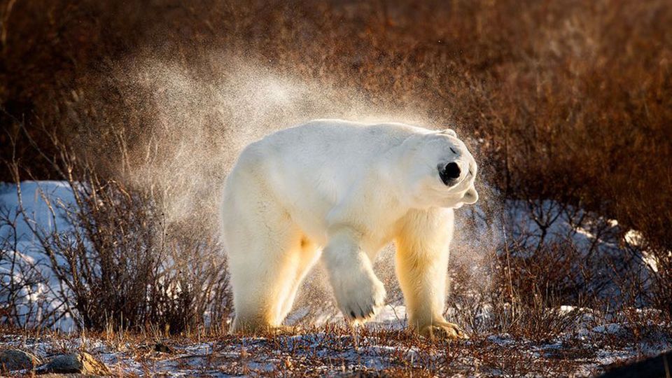 Shake it baby, czyli trochę wody dla ochłody 1