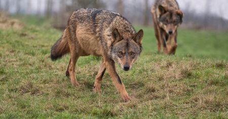 Wataha wilków pod Wrocławiem. Gmina apeluje do mieszkańców