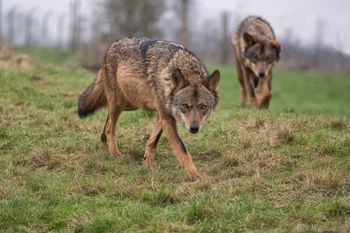 Wataha wilków pod Wrocławiem. Gmina apeluje do mieszkańców