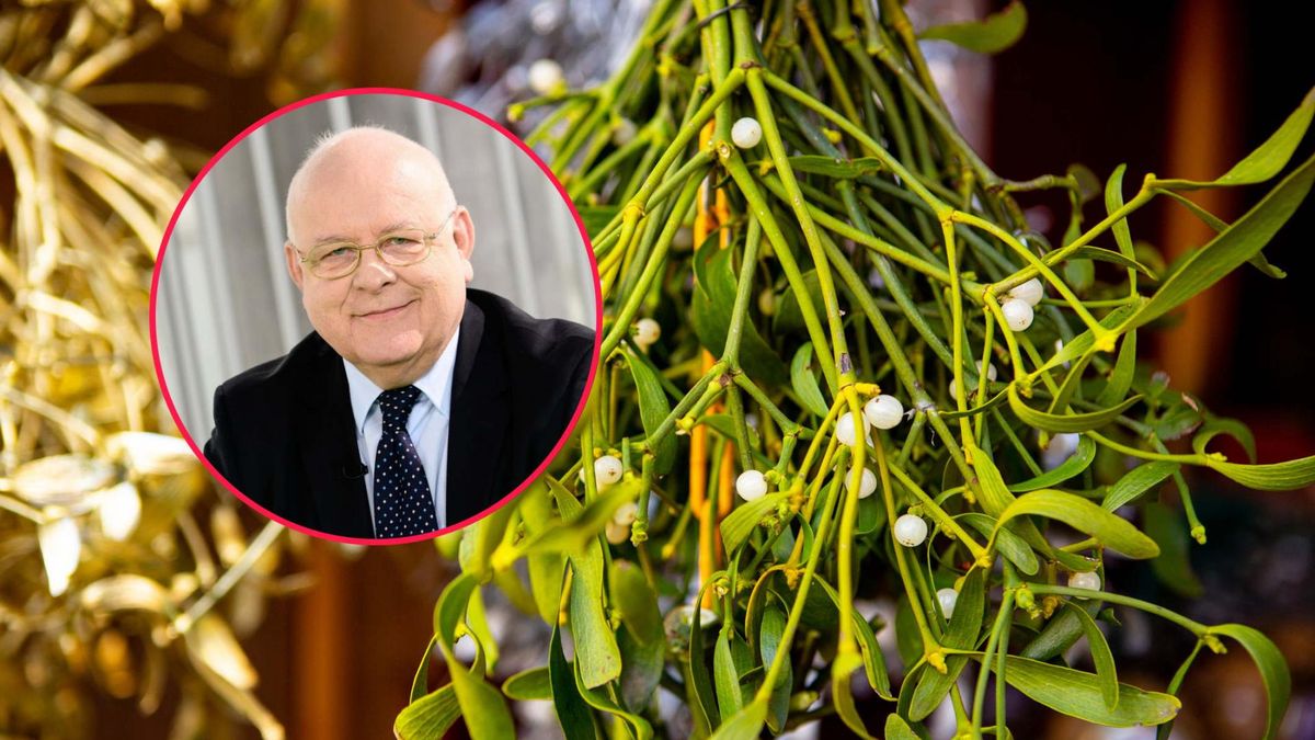 Jemiołę ceni się od czasów starożytnych z uwagi na jej właściwości prozdrowotne