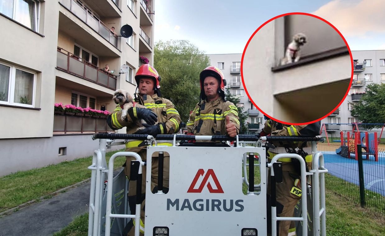 Pies stał za barierką balkonu. Interweniowali strażacy