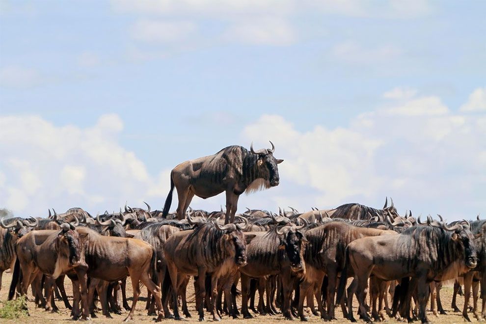 Najzabawniejsze zdjęcia finalistów The Comedy Wildlife Photography Awards 2017 16