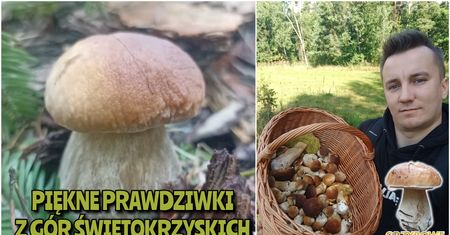 Czytelnik pokazał wysyp grzybów. Zebrał 30 dorodnych prawdziwków
