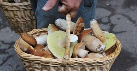Czy grzyby są niebezpieczne dla dzieci? Transplantolog zabrał głos