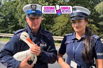 Ranny bocian na DW 432. Uratowali go policjanci