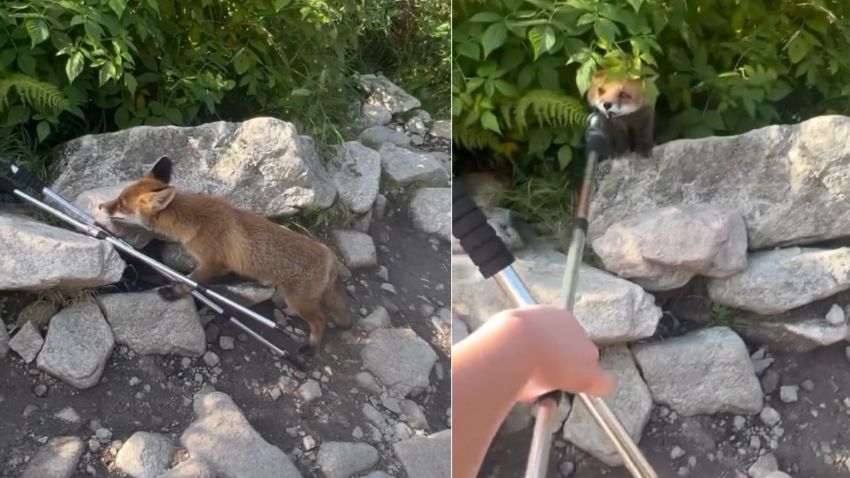 Lis upatrzył sobie nietypową zdobycz