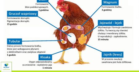 Polacy jedzą coraz więcej jaj, nie tylko w Wielkanoc