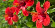 Dwa do ogrodu, jeden do doniczki. Nie pomyl hibiskusów