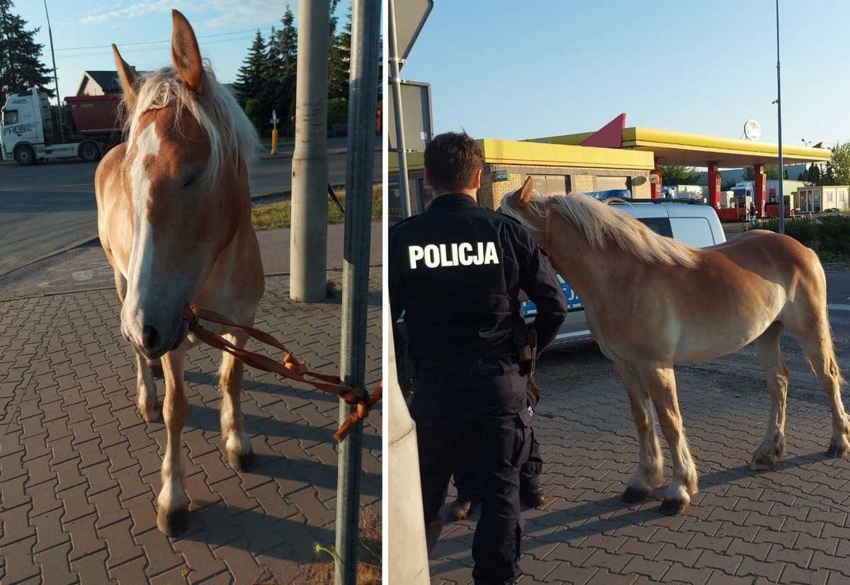 Policjanci przybyli na miejsce bardzo szybko i pomogli zatrzymać konia