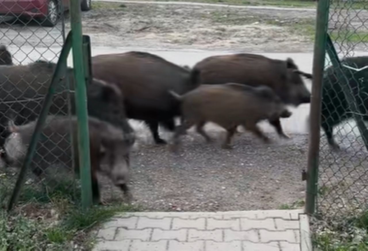 Próbował dostarczyć pizzę. Nagle pojawiły się one. Nagranie to hit