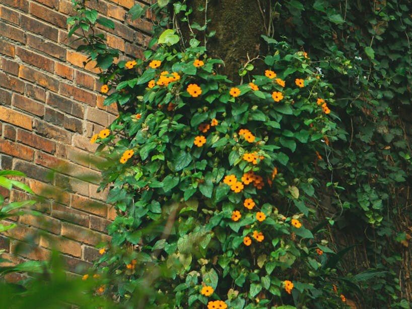 Thunbergia alata