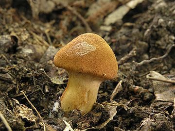 Zasłoniak rudy może przypominać prawdziwka