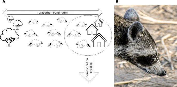 Koncepcja porównywania populacji szopów miejskich i wiejskich