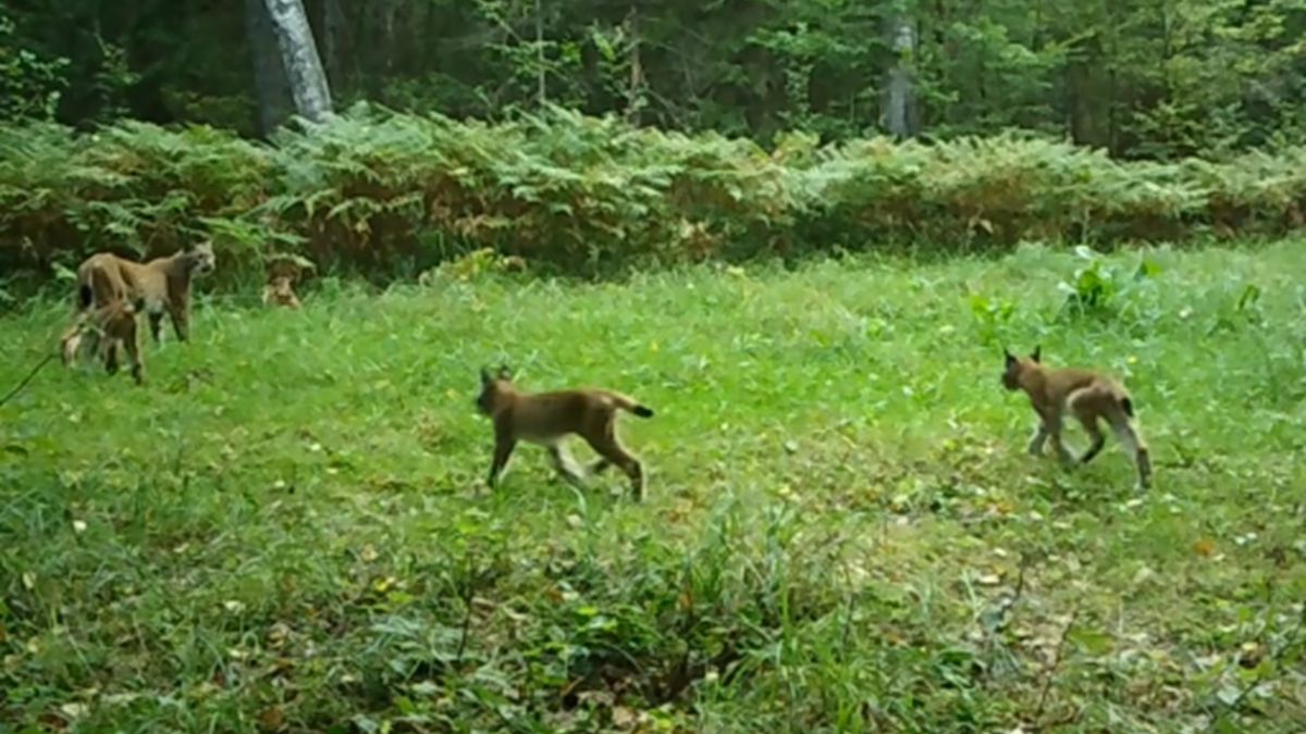 Samica rysia i trójka młodych nagrana.