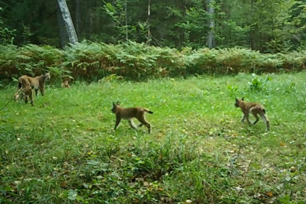 Samica i trójka młodych. Unikatowe nagranie z Puszczy Białowieskiej