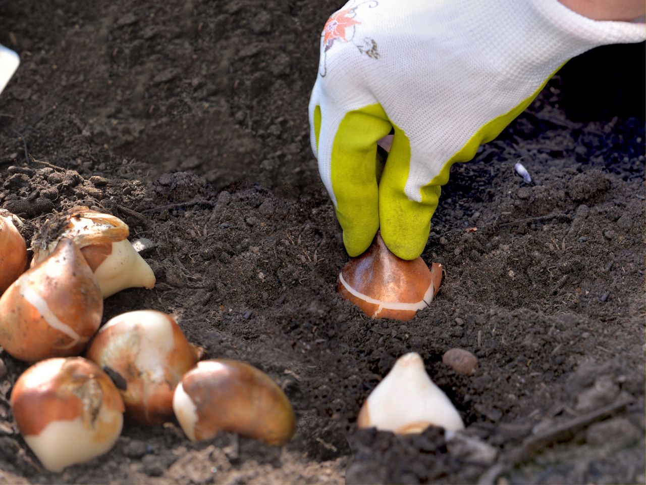 When to plant spring bulbs for the best blooms