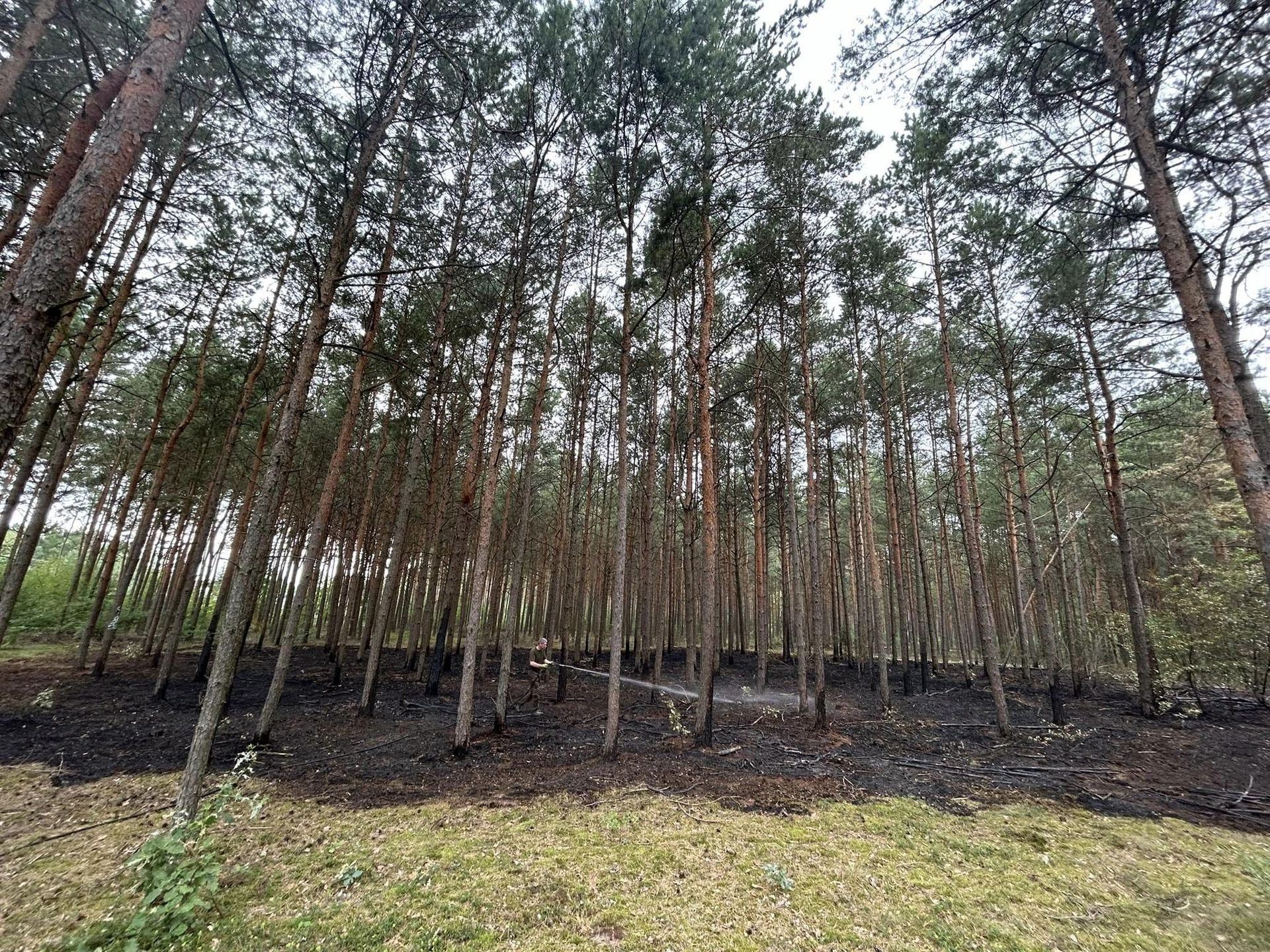 Pożary lasów