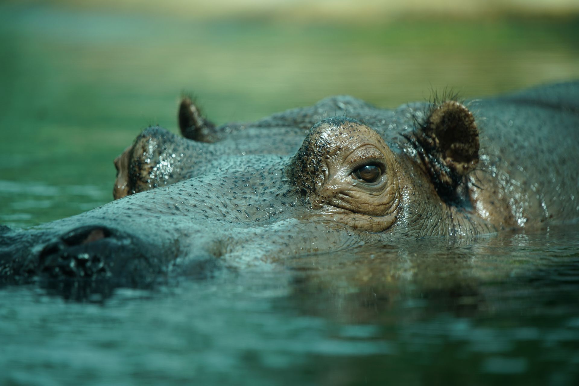 Sony FE 70–200 mm f/2.8 GM OSS - zdjęcia przykładowe z ZOO w Berlinie 14