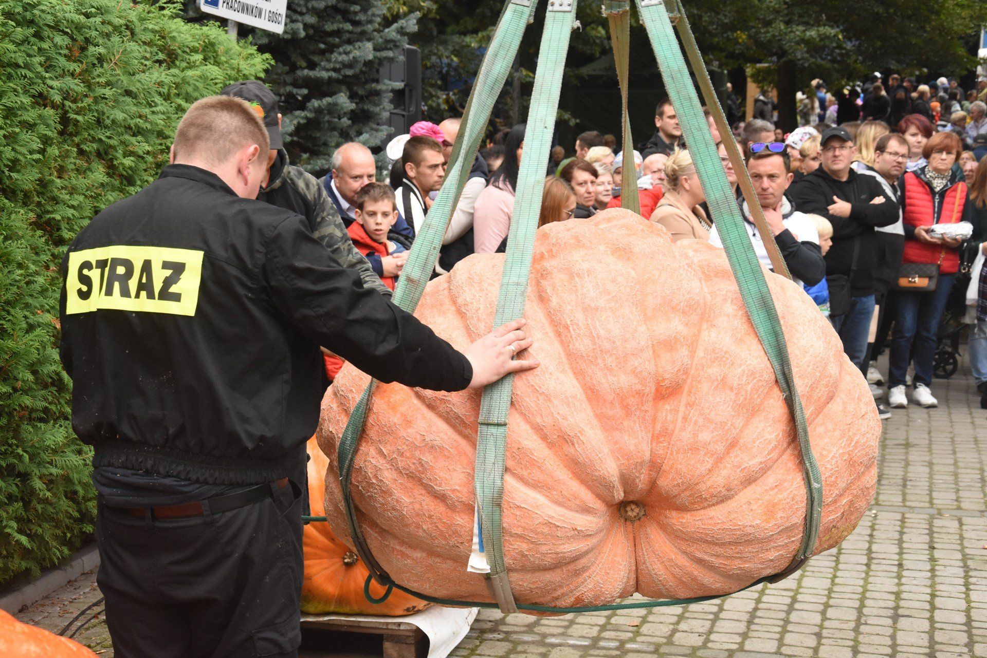 Dzień Korbola w Grzybnie. Podczas konkursu będą ważyć dynie olbrzymie. Czy w tym roku uda się pobić dotychczasowy rekord? [zdjęcia]