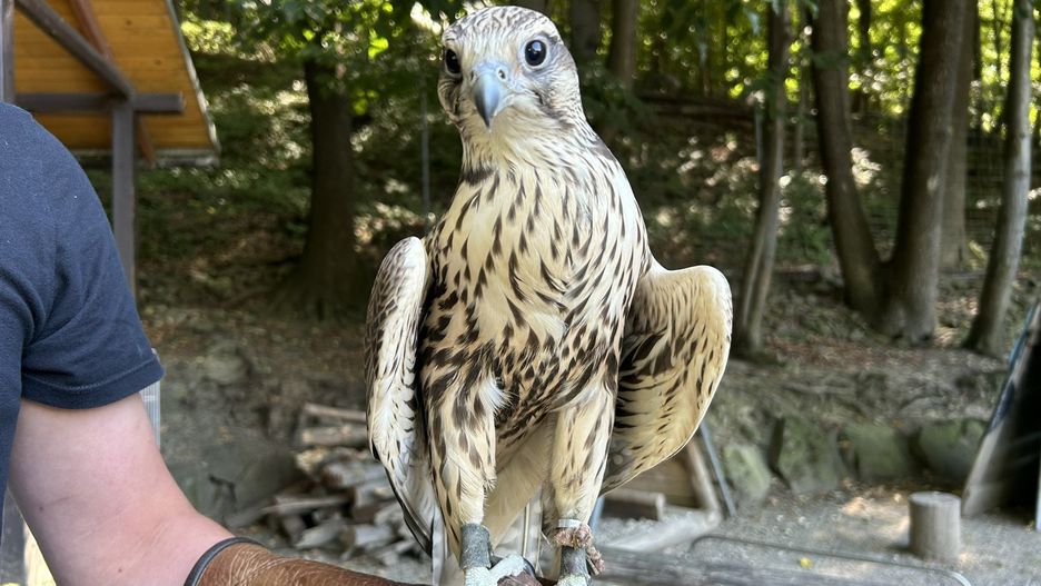 W Leśnym Parku Niespodzianek. W trosce o faunę i florę regionu