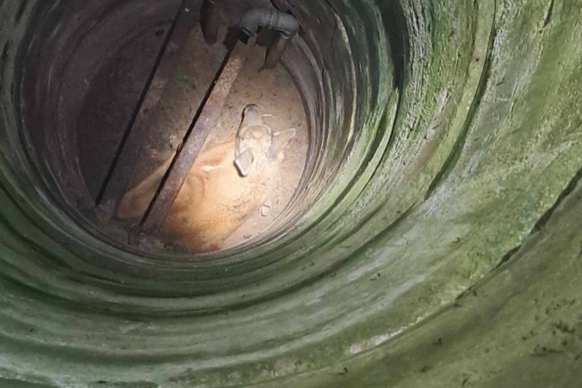 Taki widok w studni. Natychmiast wezwano służby