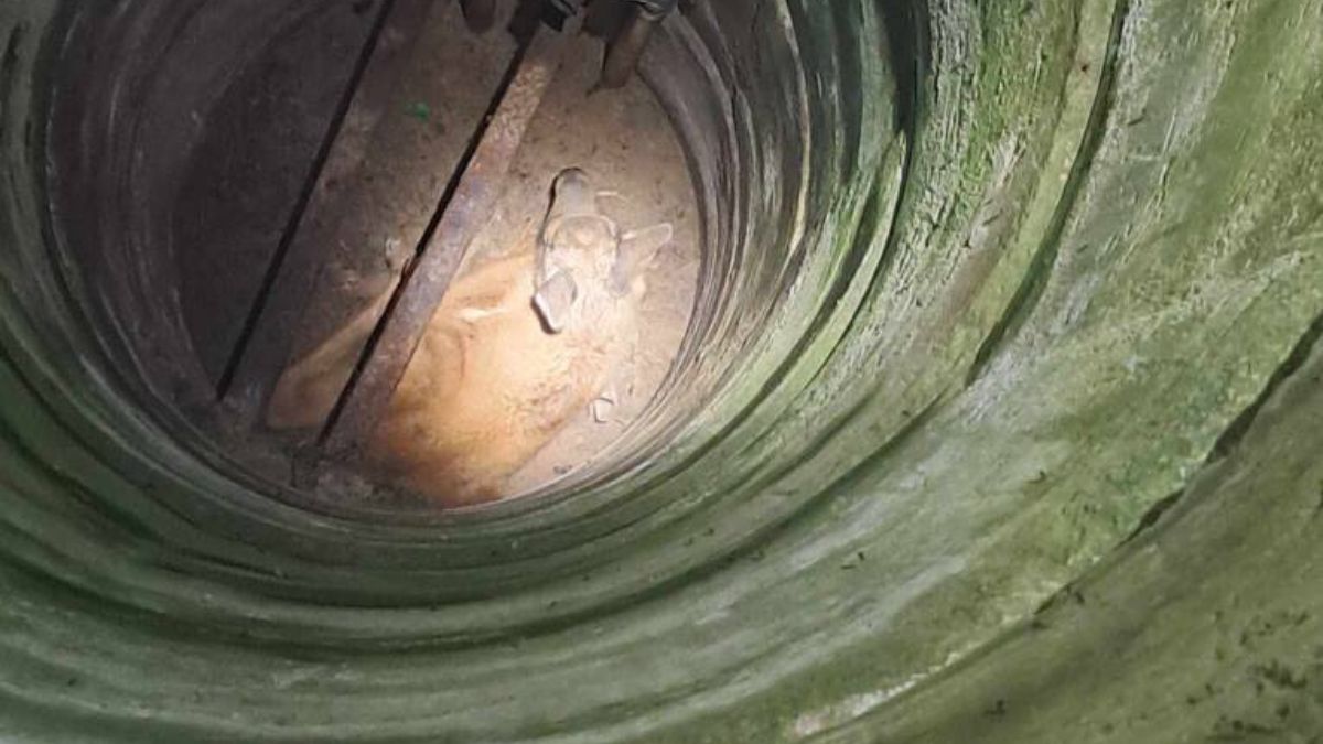 Strażacy wydobyli młodego łosia ze studni.