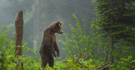 Największy błąd. Tego absolutnie nie rób, gdy spotkasz niedźwiedzia na szlaku