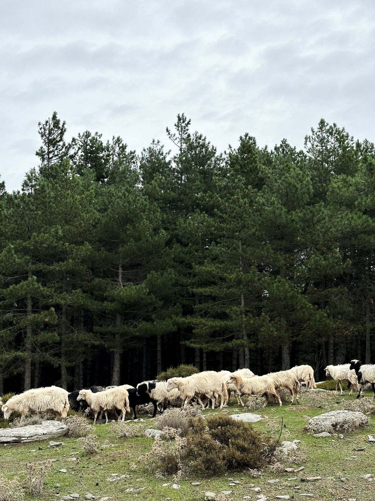 Sardyńczycy wypasają owce na pastwiskach położónych w górach