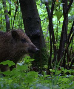 Pokazali nagranie z lasu. "Nigdy tego nie rób!"