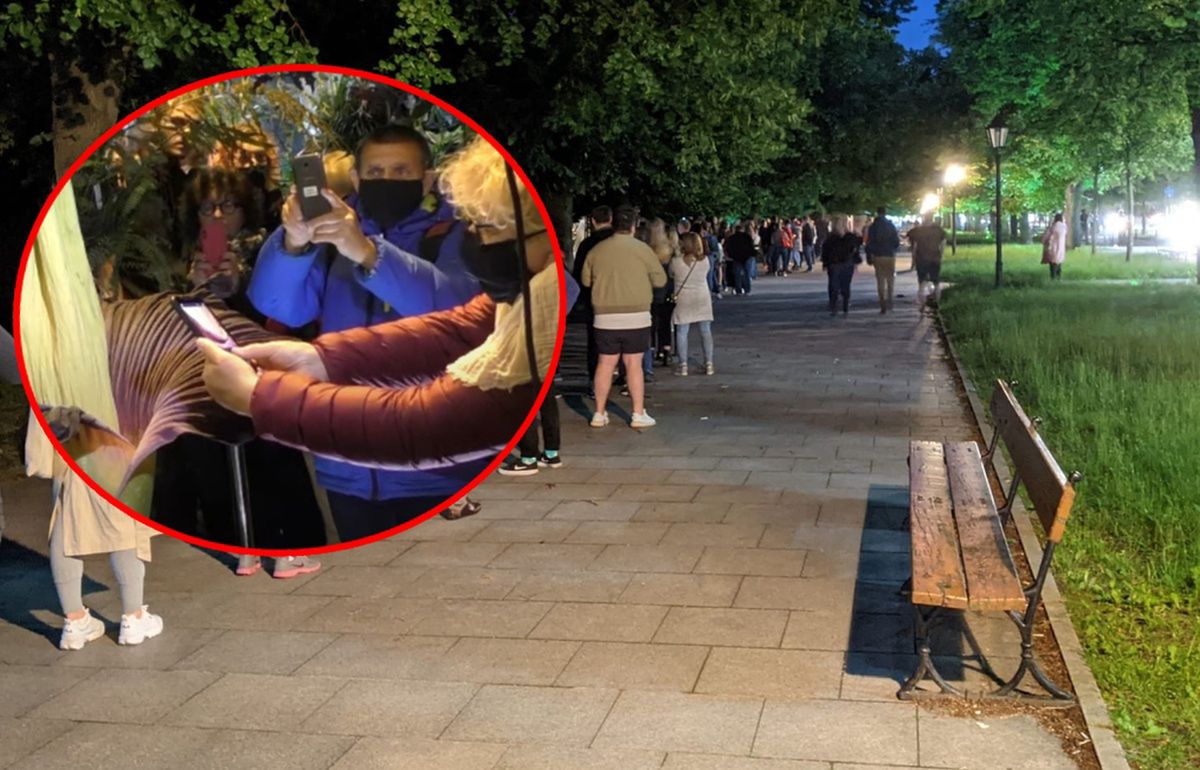 Cuchnie padliną. Warszawa oszalała na jej punkcie. Tłumy czekały do późnych godzin nocnych