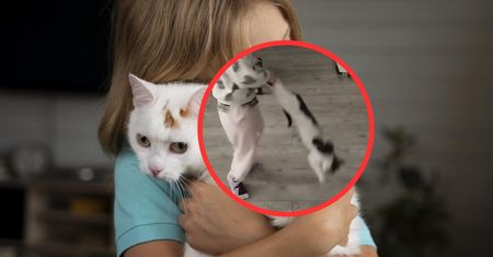Dziecko bawiło się kotem jak zabawką. Film trafił do sieci