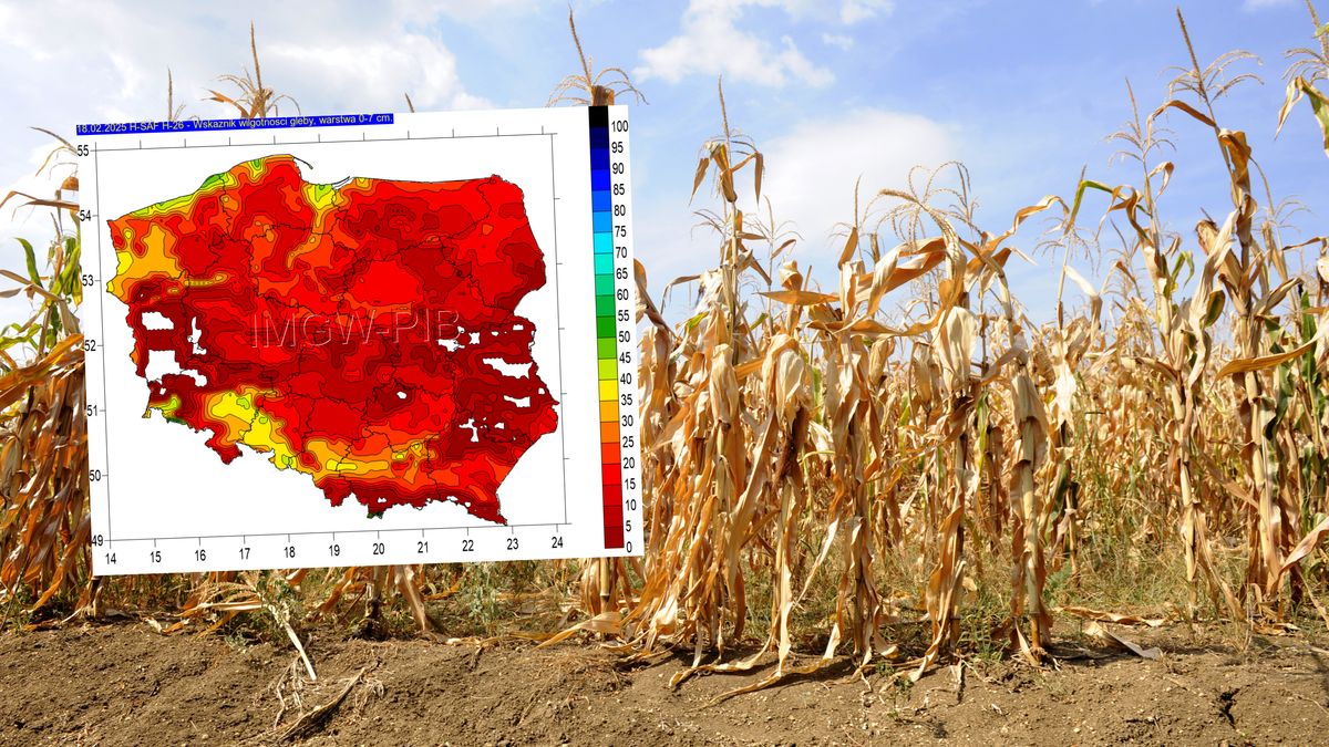 Prawie cała Polska na czerwono. Mapa wilgotności gleby.