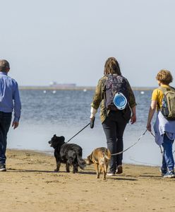 Mandat na spacerze z psem. Przepisy mówią jasno