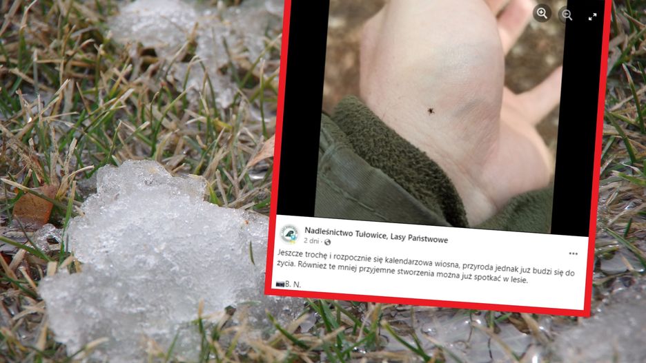 Kiedy pojawią się kleszcze i komary? Wkrótce rozpocznie się okres aktywności owadów