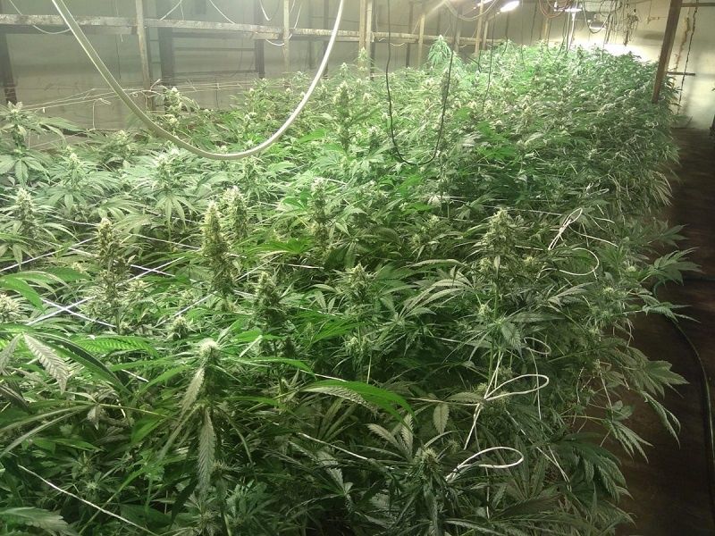 Plantacja marihuany w dawnej pieczarkarni