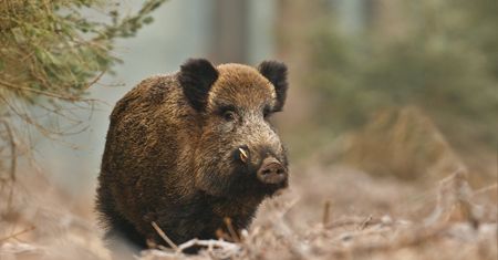 W Jaworznie będą strzelać do dzików