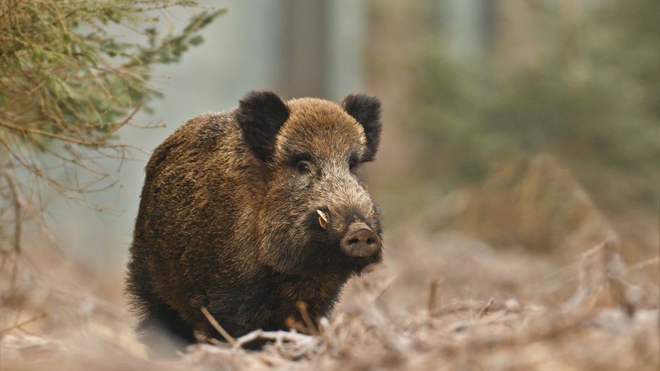 W Jaworznie dziki muszą się mieć na baczności.