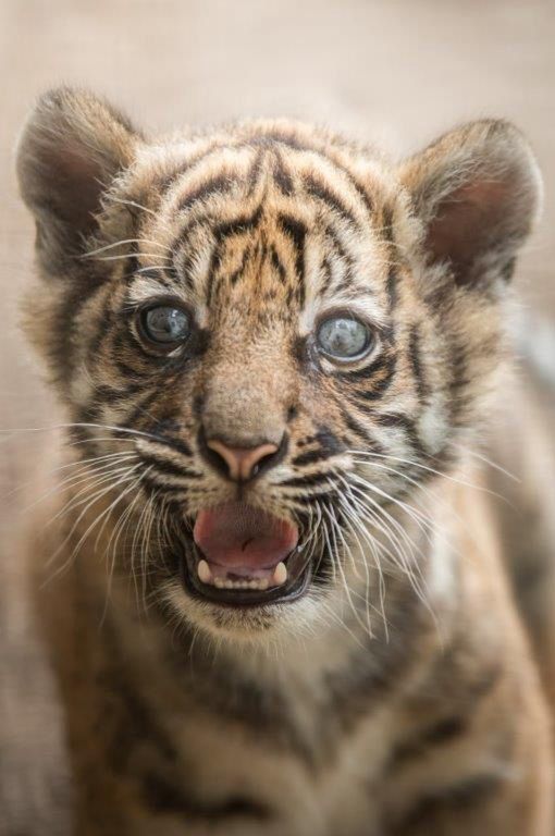 Wrocław. Jedno z tysiąca. Jakie imię wybrać dla malutkiej tygryski z zoo